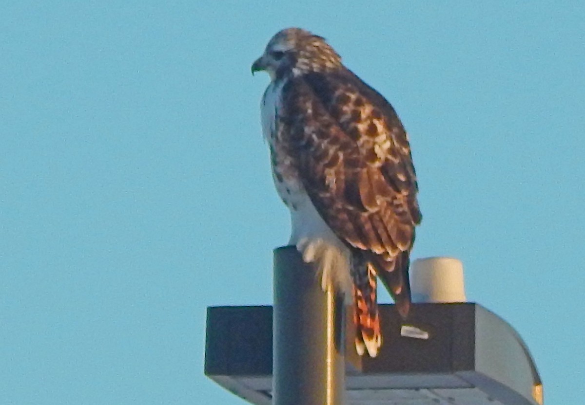 Red-tailed Hawk (Harlan's) - ML628754517