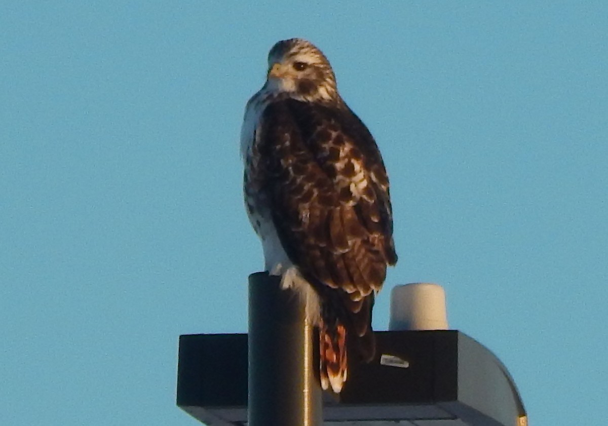 Red-tailed Hawk (Harlan's) - ML628754518