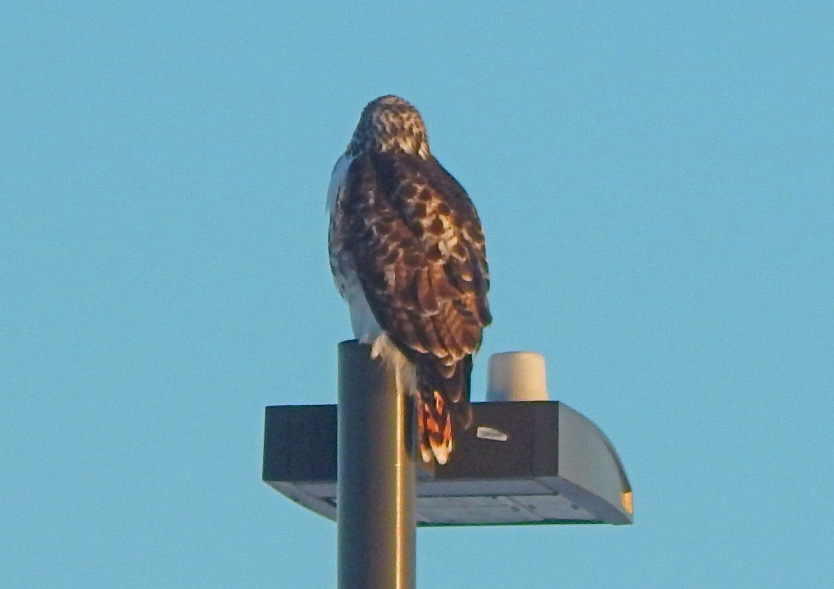 Red-tailed Hawk (Harlan's) - ML628754519