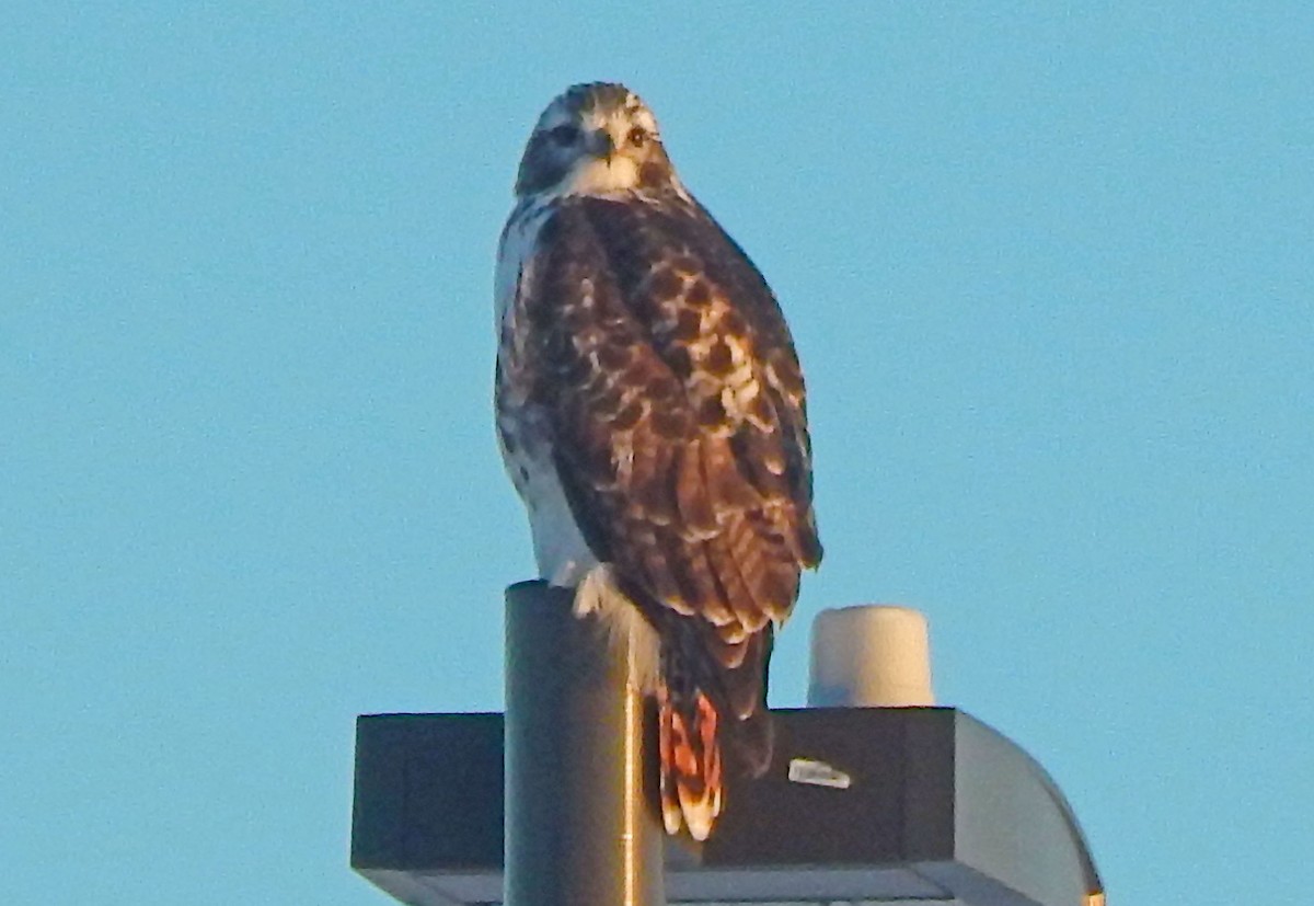 Red-tailed Hawk (Harlan's) - ML628754520