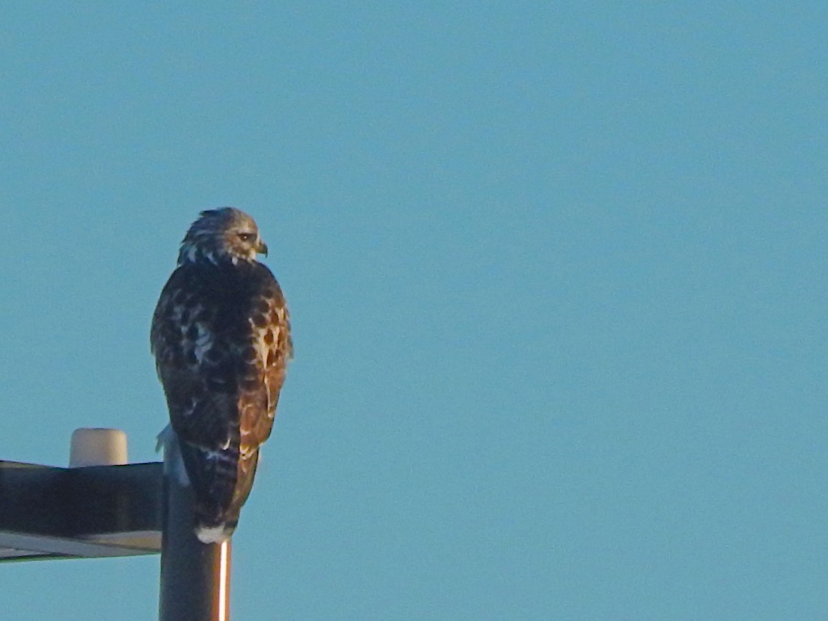Red-tailed Hawk (Harlan's) - ML628754524