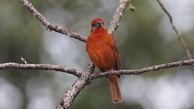 Hepatic Tanager - ML628754529