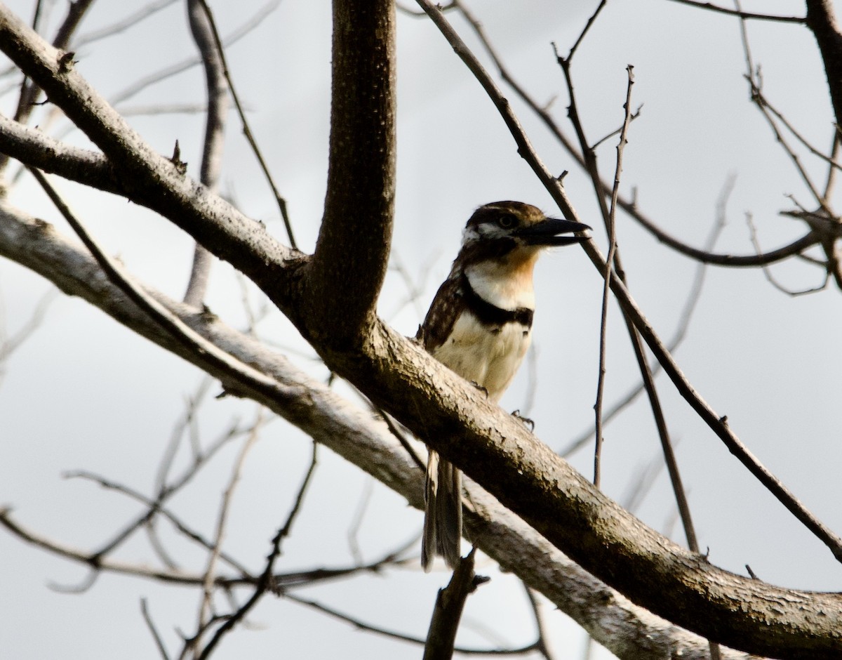 Russet-throated Puffbird - ML628754596