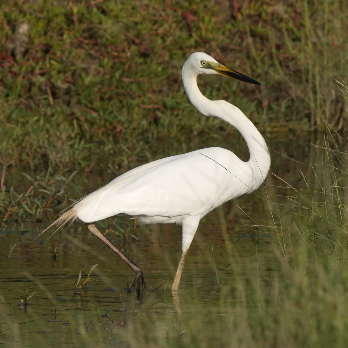 Grande Aigrette - ML628754783