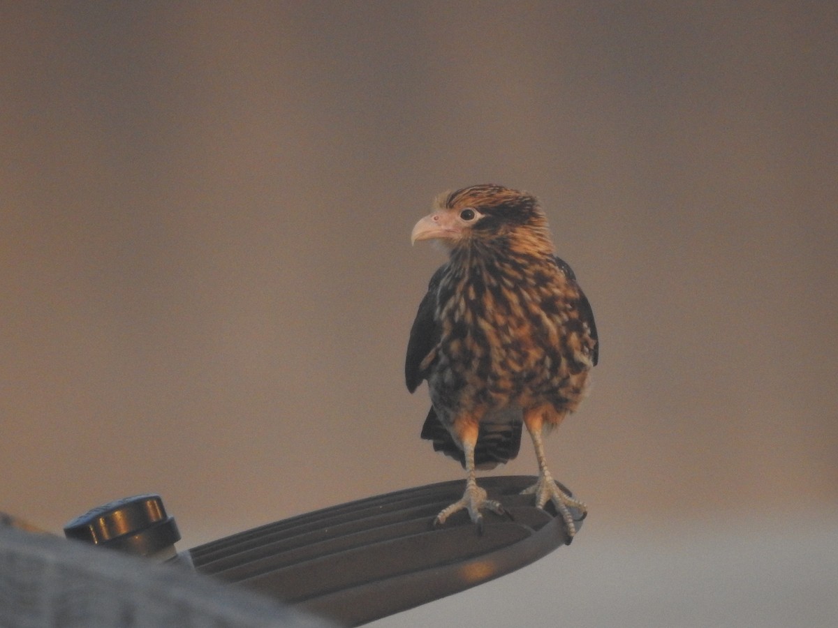 Yellow-headed Caracara - ML628754994