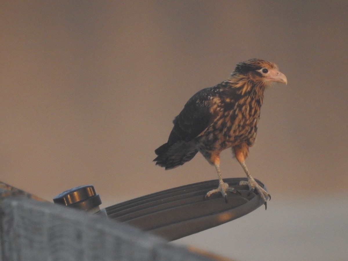 Yellow-headed Caracara - ML628754995