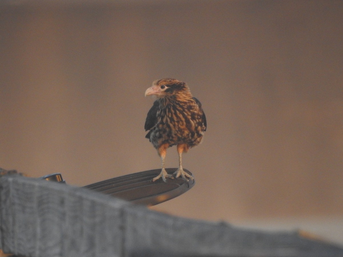 Yellow-headed Caracara - ML628754996