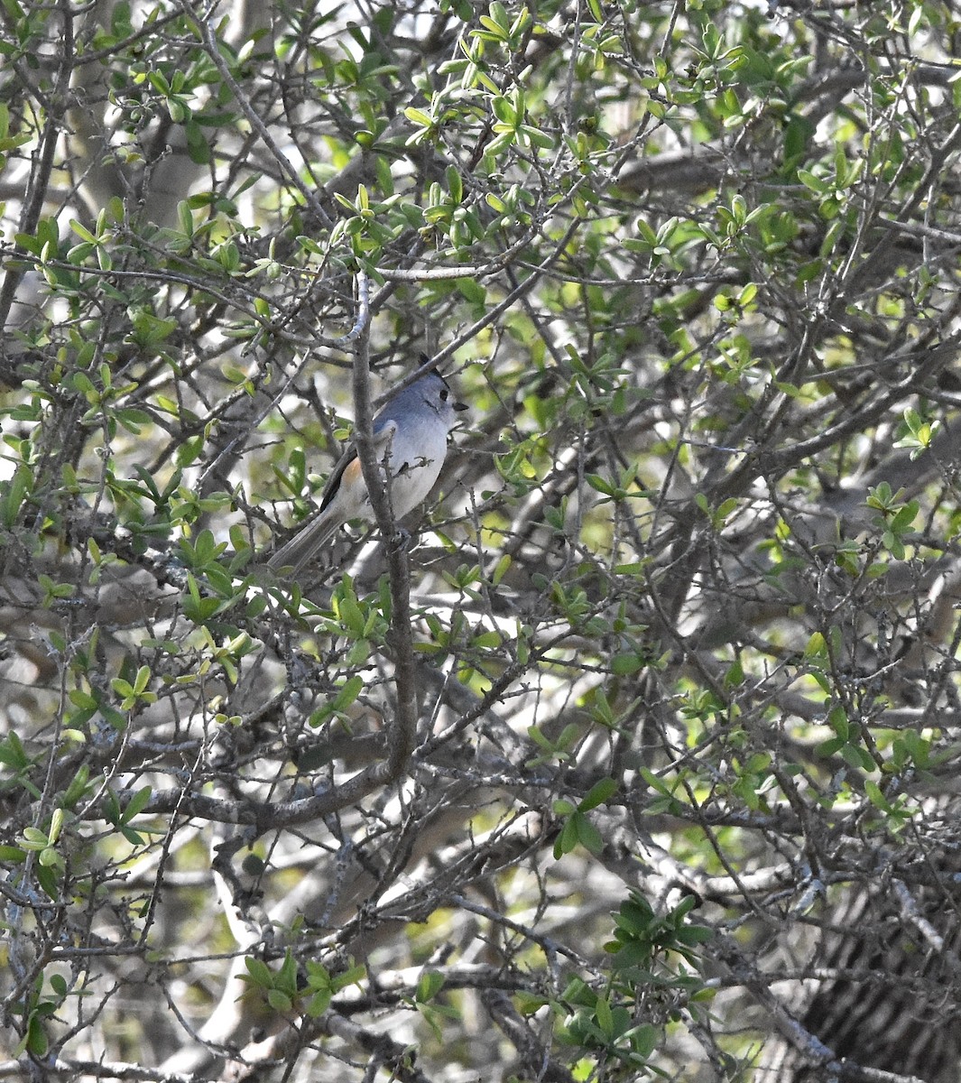 Black-crested Titmouse - ML628755291