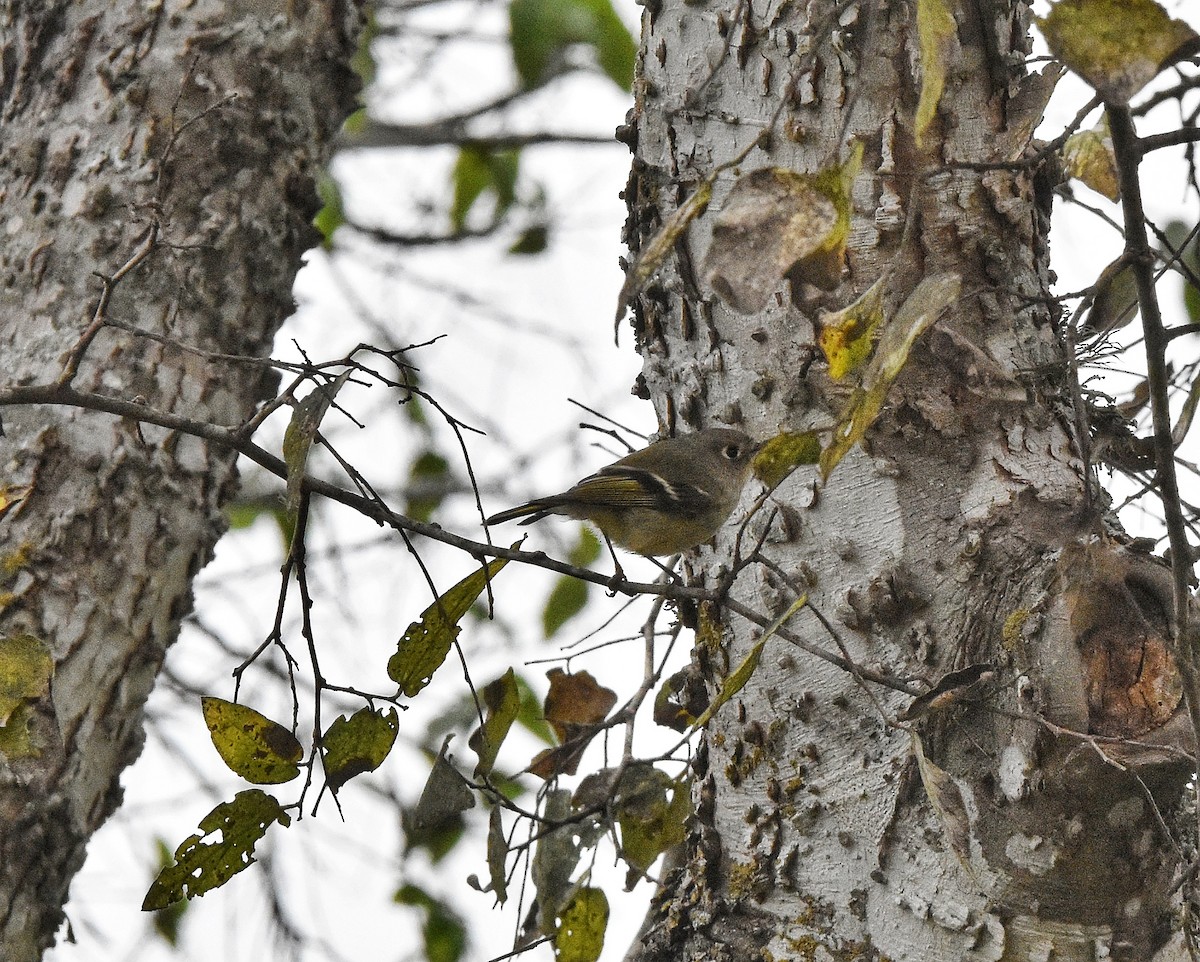 Ruby-crowned Kinglet - ML628755321