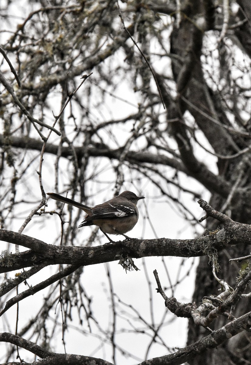 Northern Mockingbird - ML628755336