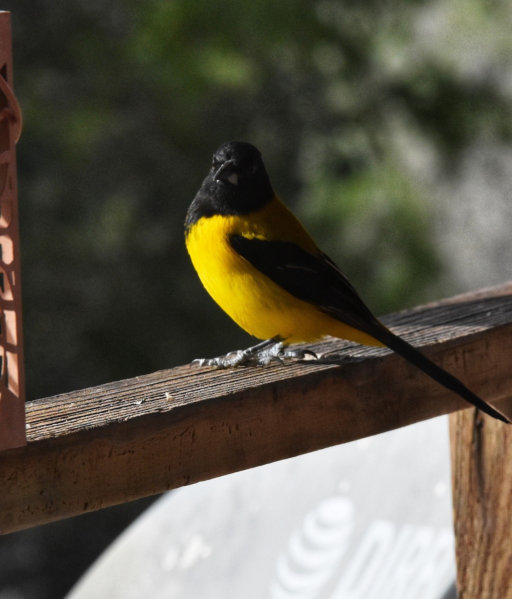 Audubon's Oriole - ML628755359