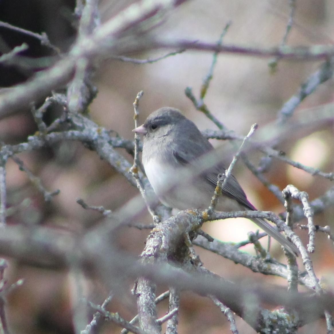 Dark-eyed Junco - ML628755374