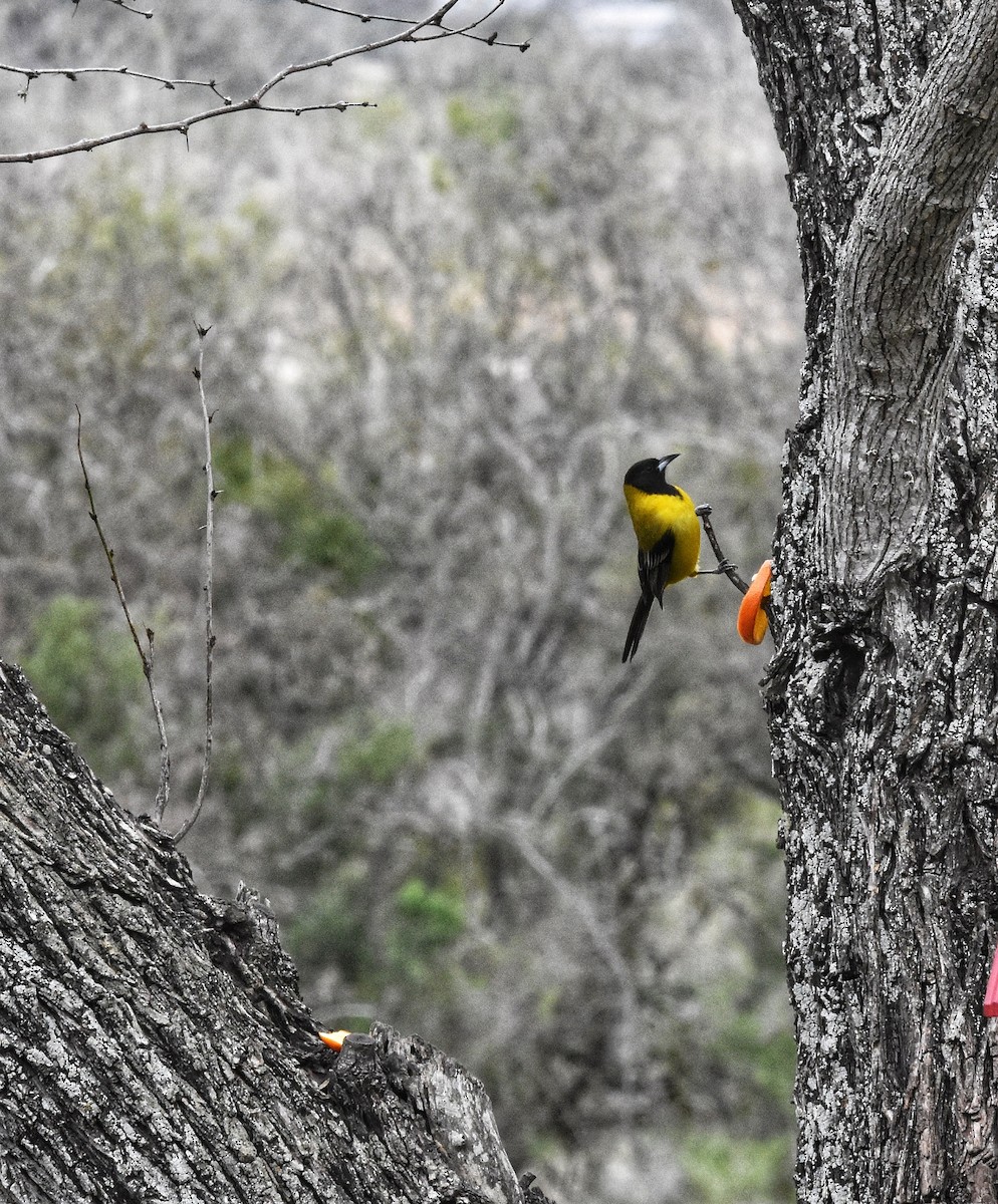 Audubon's Oriole - ML628755386