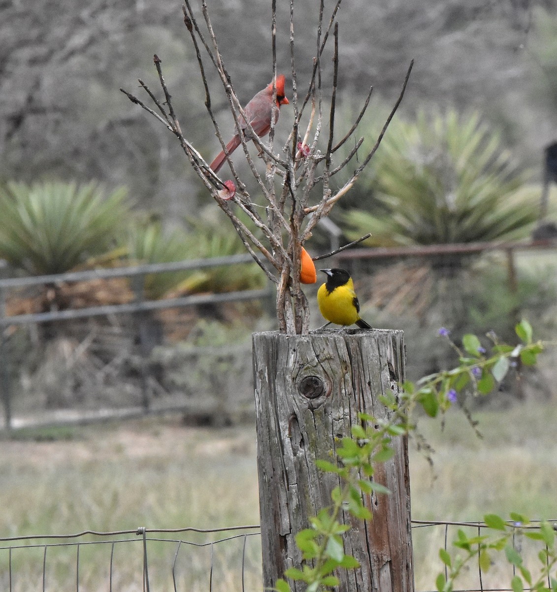 Audubon's Oriole - ML628755410