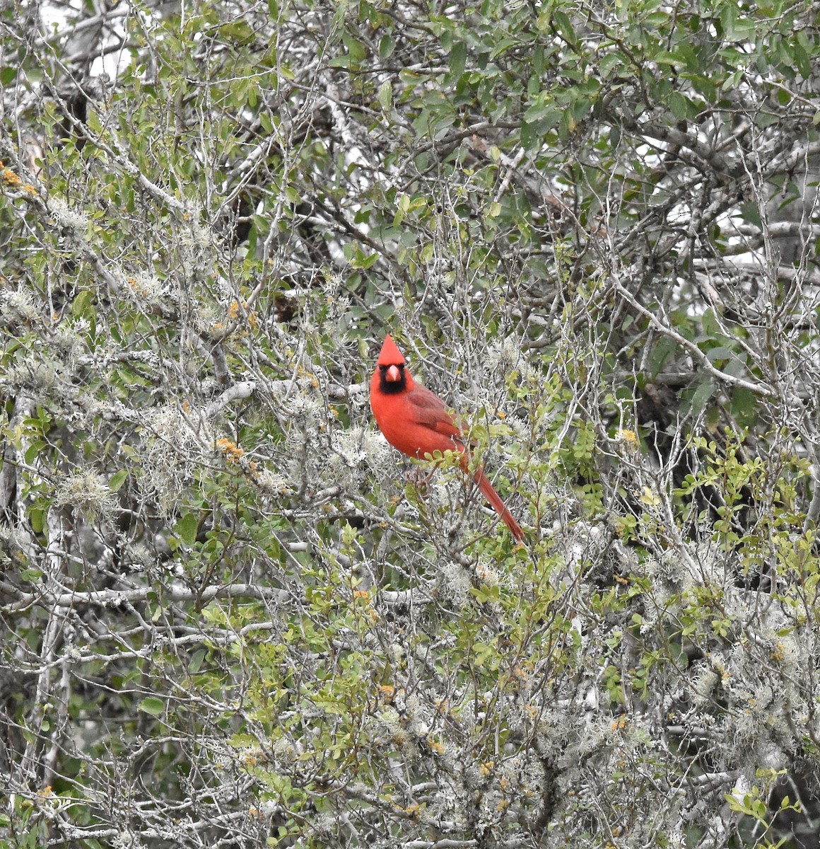 Northern Cardinal - ML628755472