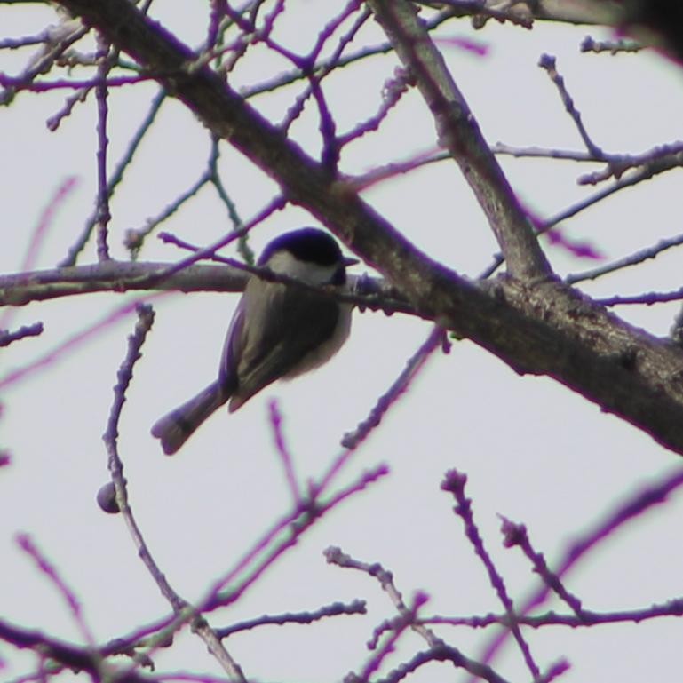 Carolina Chickadee - ML628755631