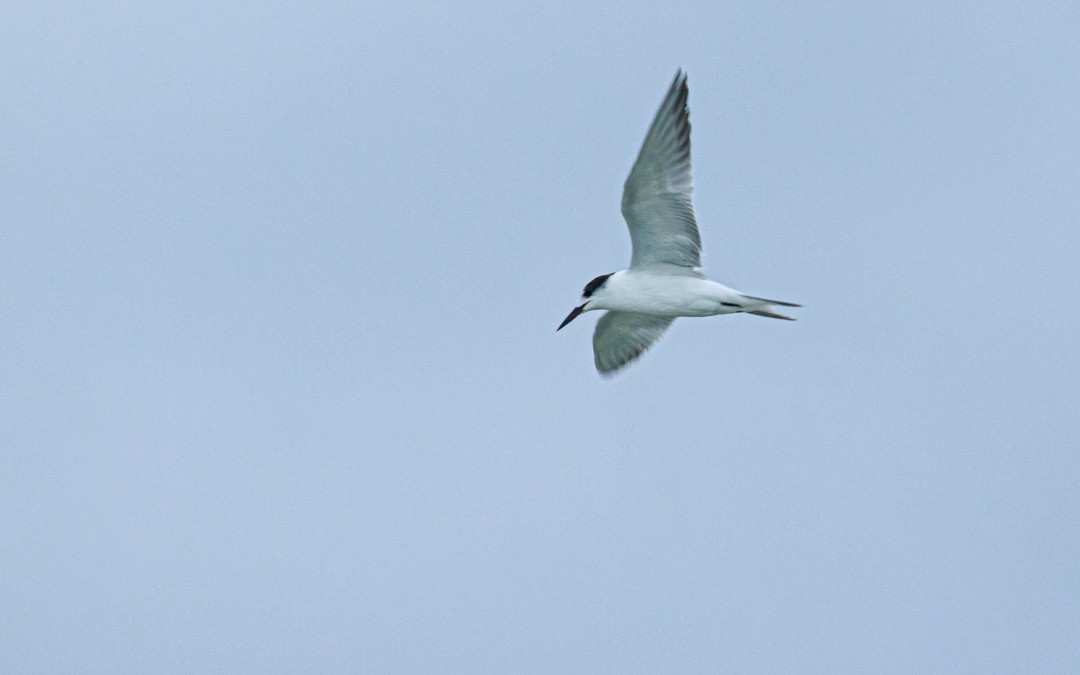 Эгэл хараалай - ML628755634