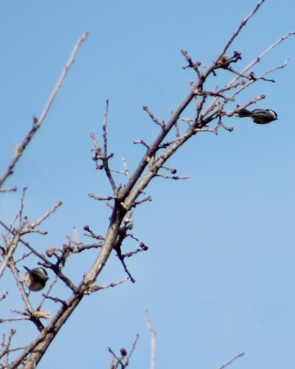 Carolina Chickadee - ML628755635