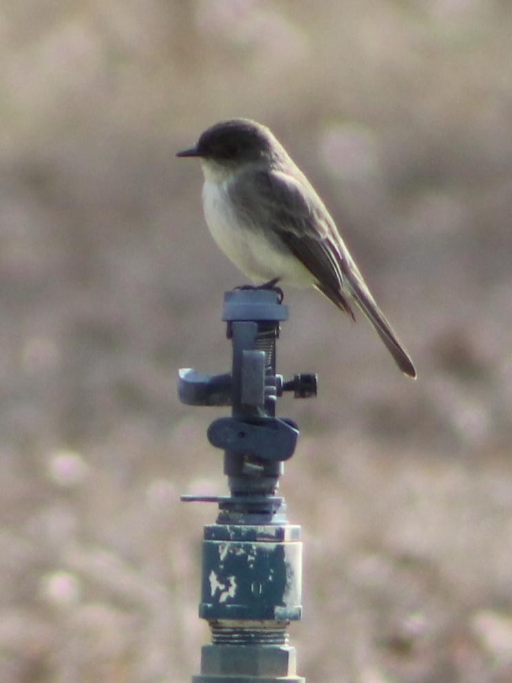 Eastern Phoebe - ML628755681