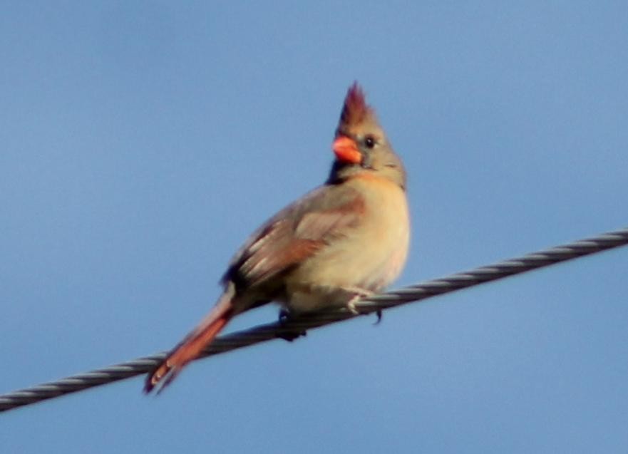 Northern Cardinal - ML628755699