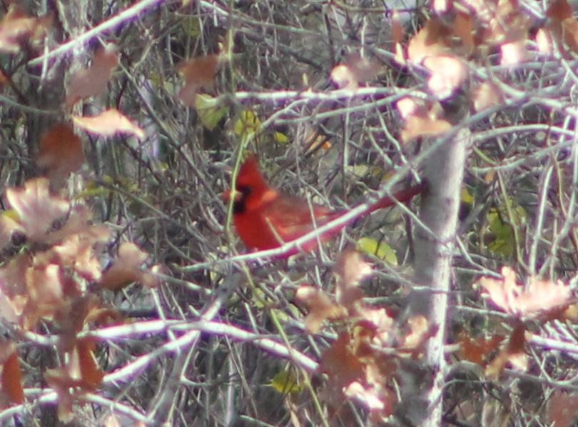 Northern Cardinal - ML628755701