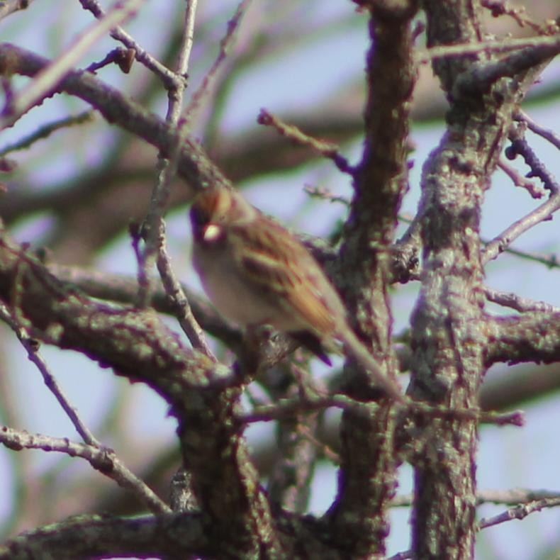 Lark Sparrow - ML628755760