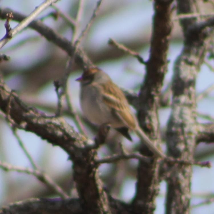 Lark Sparrow - ML628755761