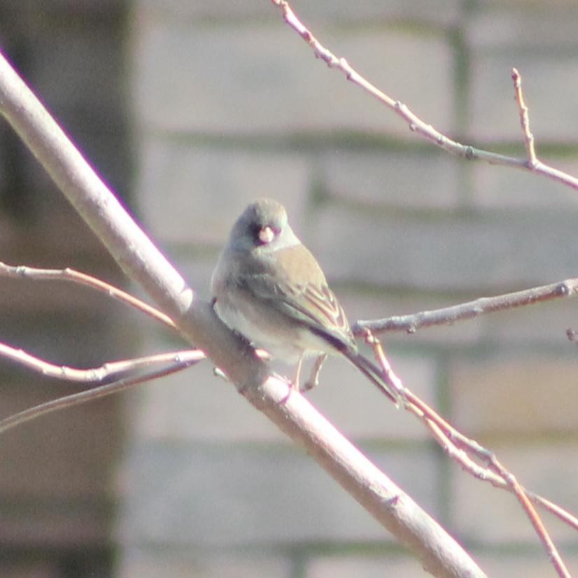 Dark-eyed Junco - ML628755933