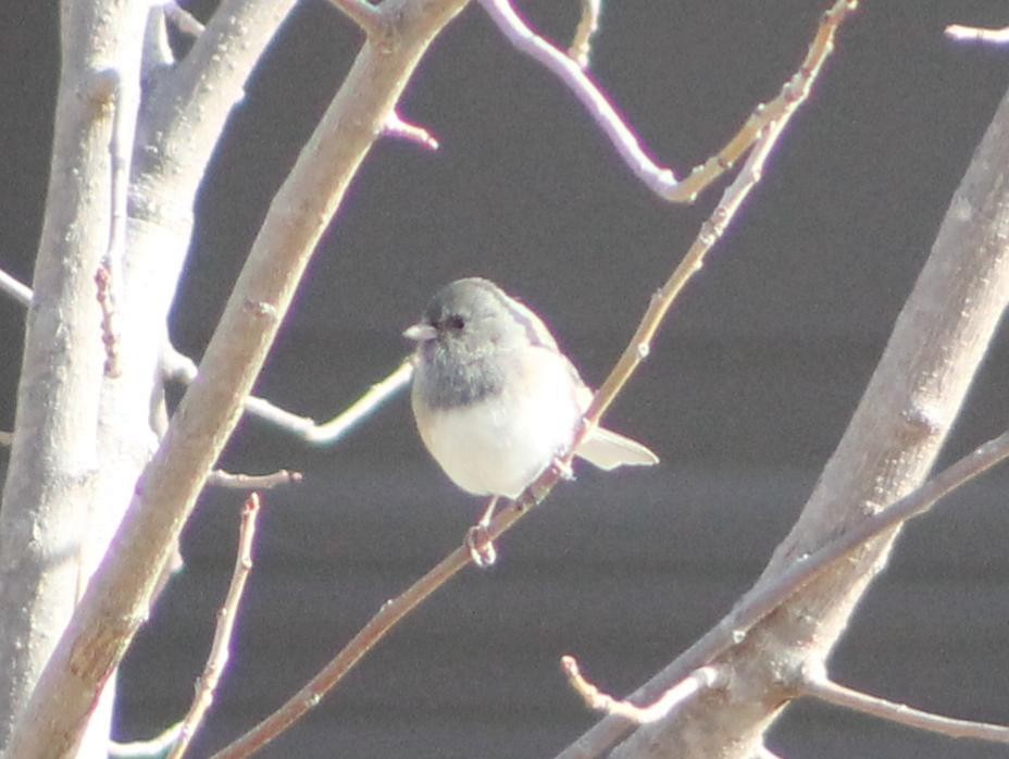 Dark-eyed Junco - ML628755940