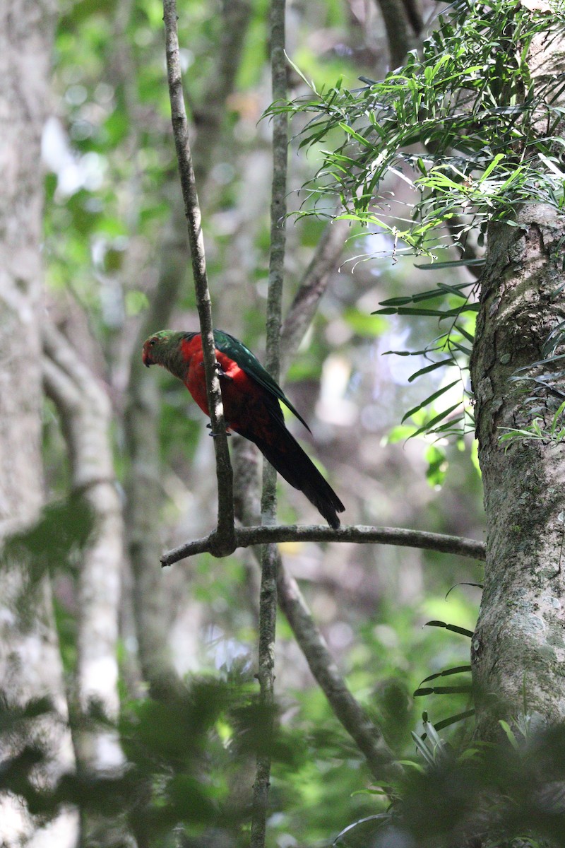 Australian King-Parrot - Jenny Melville