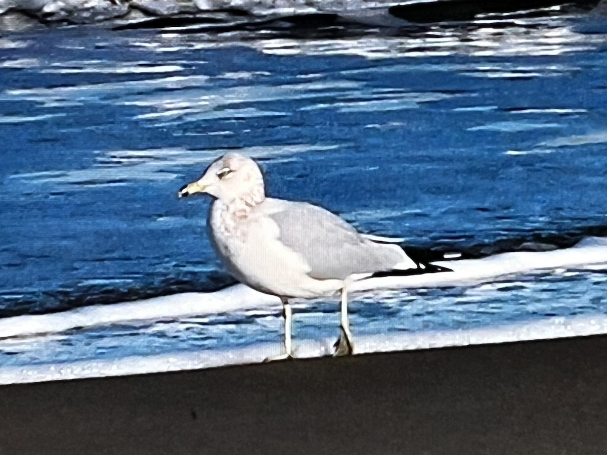 Ring-billed Gull - ML628756112