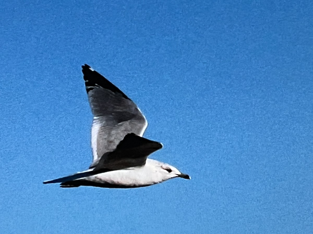 Ring-billed Gull - ML628756113