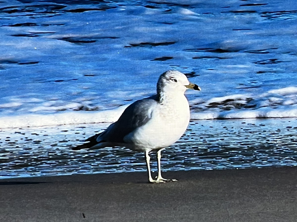 Ring-billed Gull - ML628756114