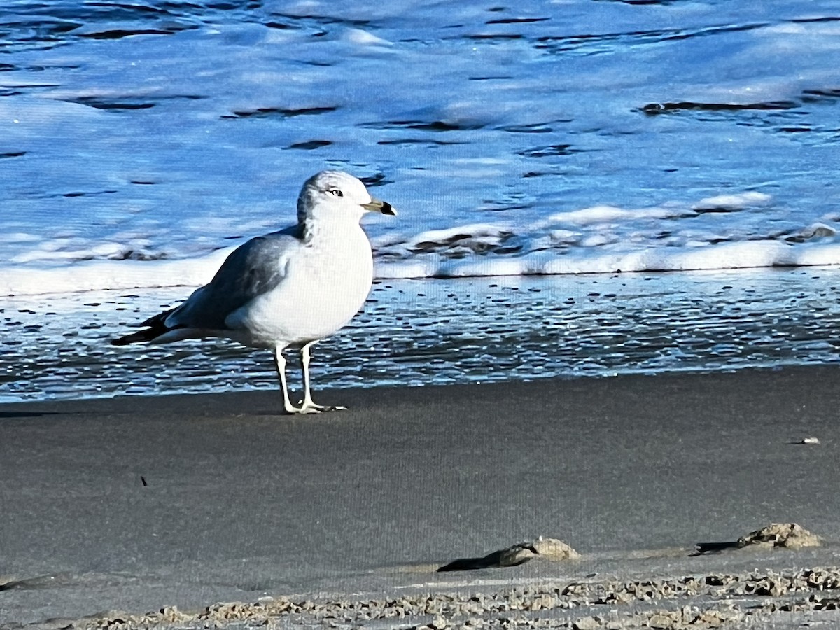 Ring-billed Gull - ML628756115
