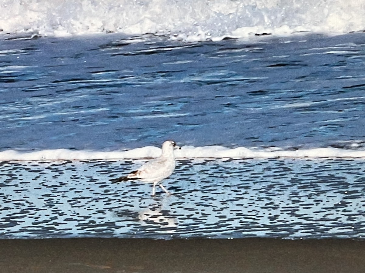 Ring-billed Gull - ML628756116