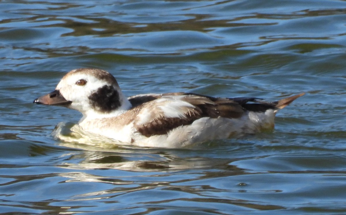 hoholka lední - ML628756118