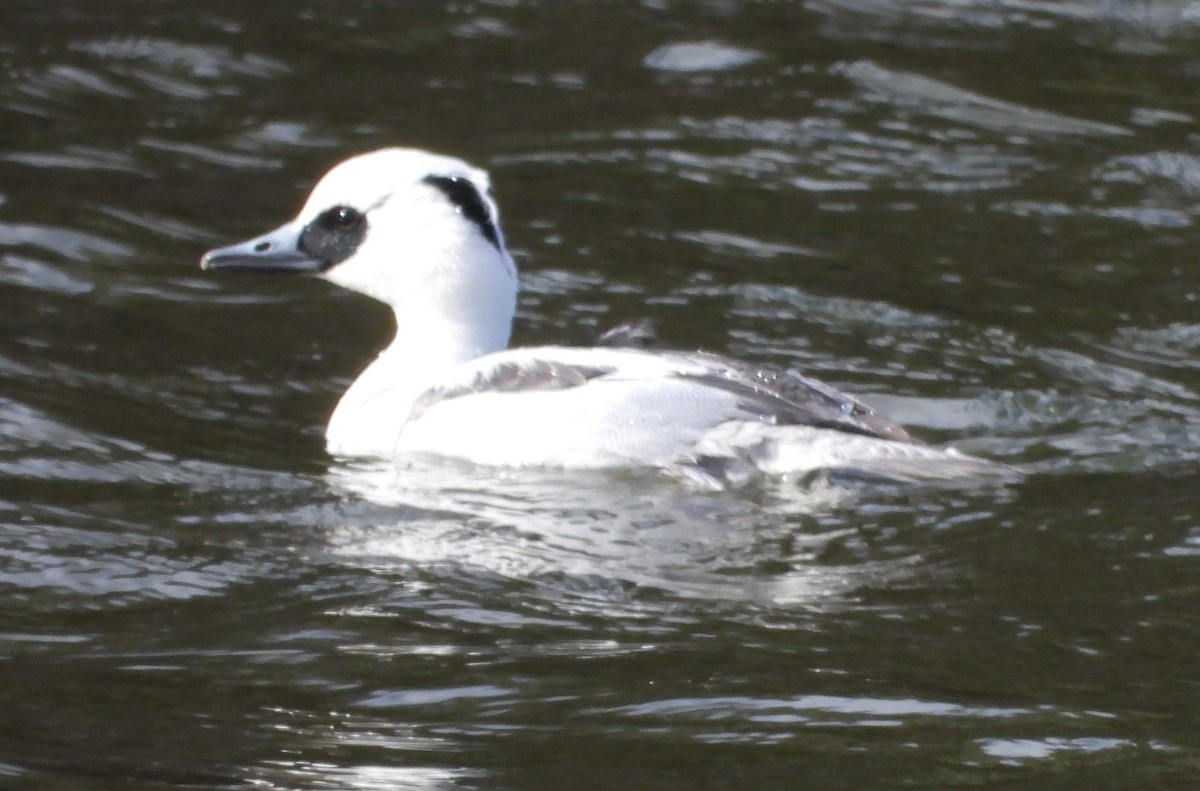 morčák malý - ML628756122