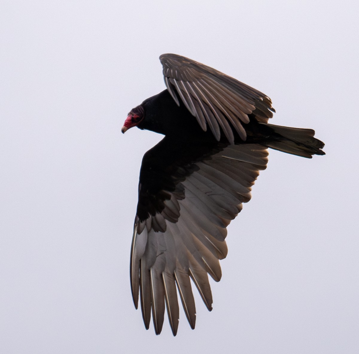 Turkey Vulture - ML628756160