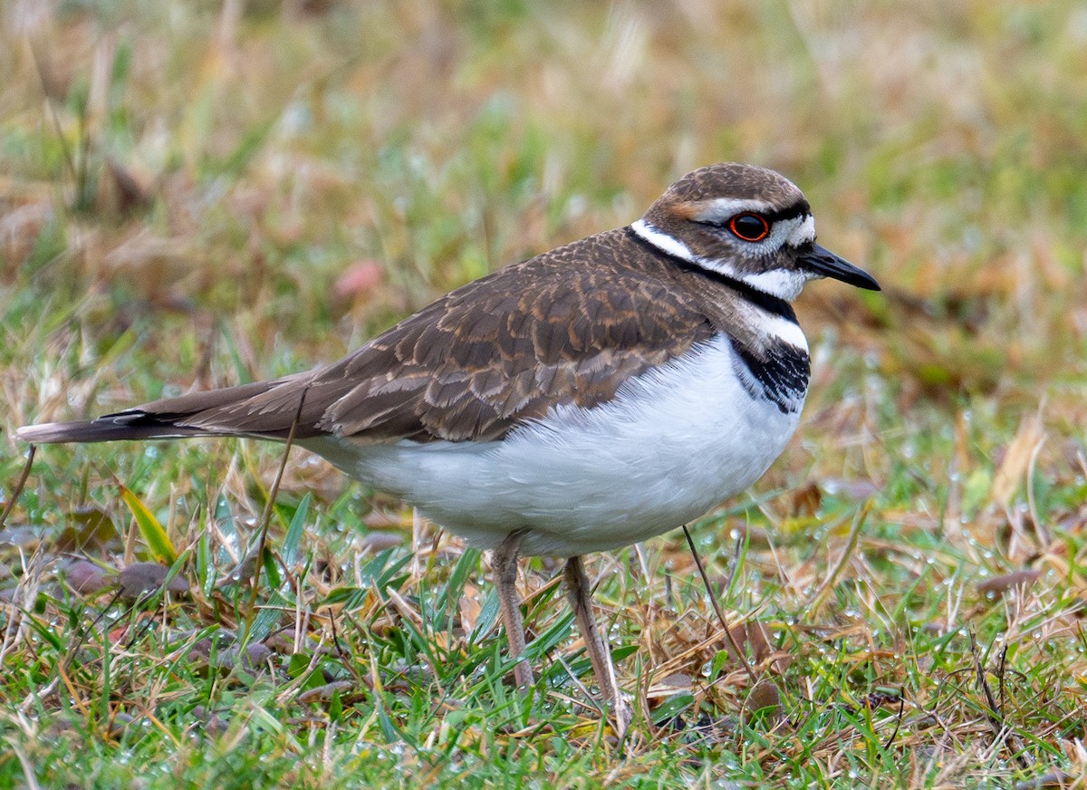 Killdeer - ML628756162