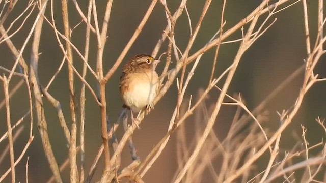 Grassland Sparrow - ML628756529