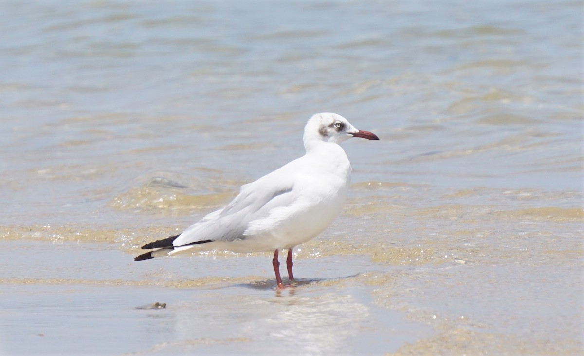 Gaviota Centroasiática - ML628756694