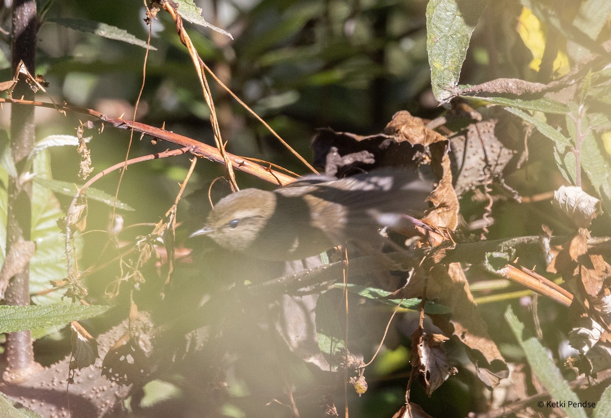 Brownish-flanked Bush Warbler - ML628756721