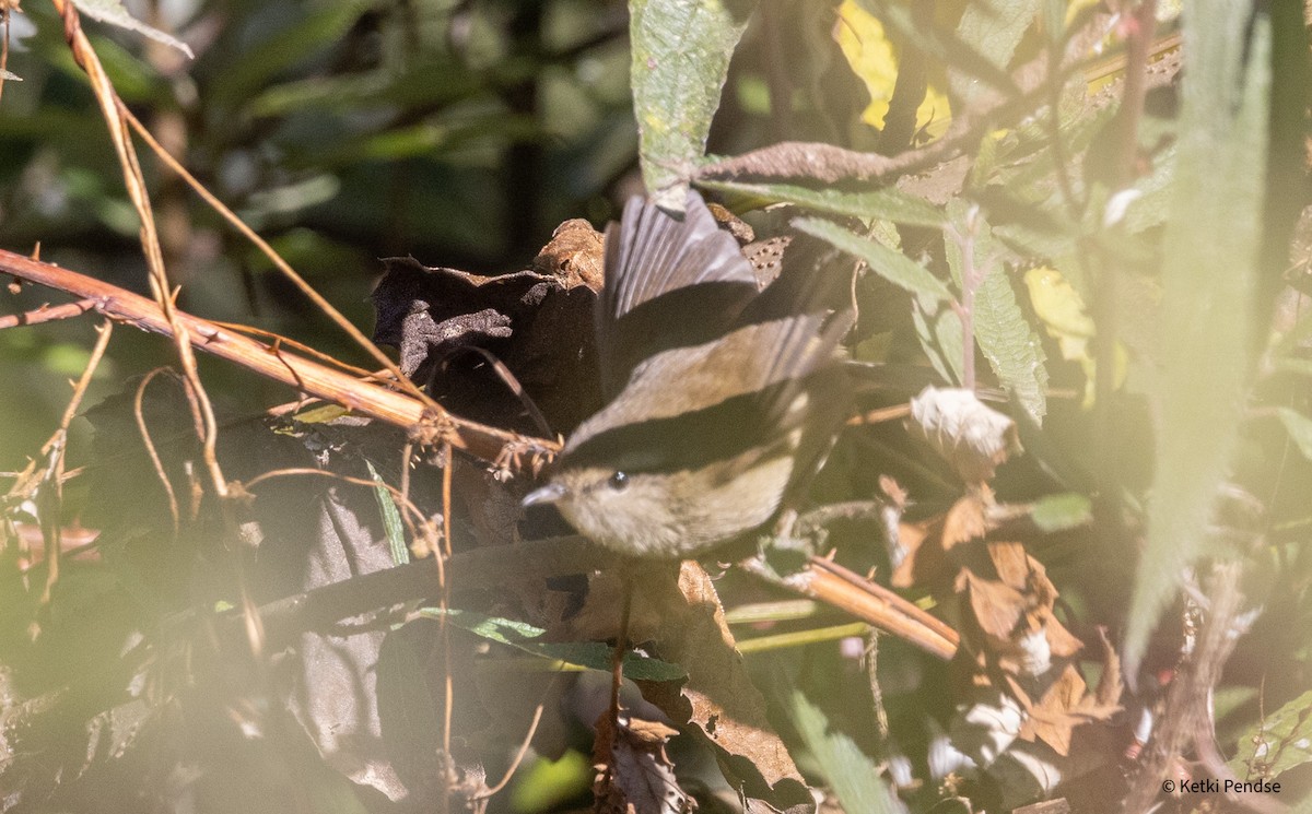 Brownish-flanked Bush Warbler - ML628756722