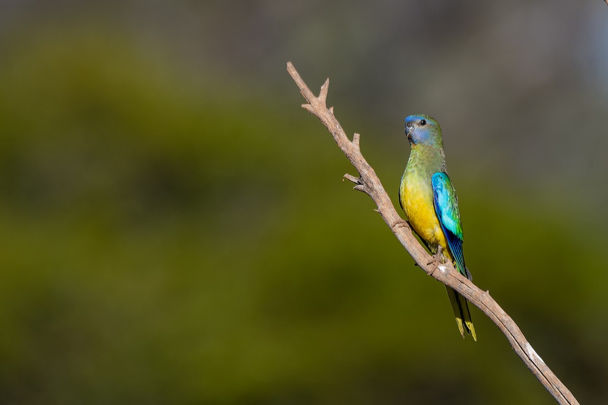 Scarlet-chested Parrot - ML628756764