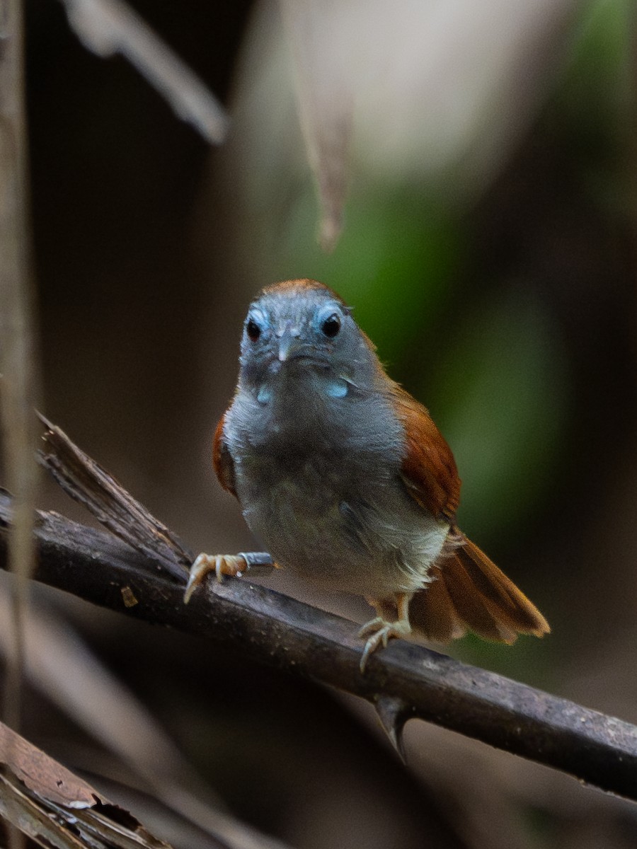 Chestnut-winged Babbler - ML628756828