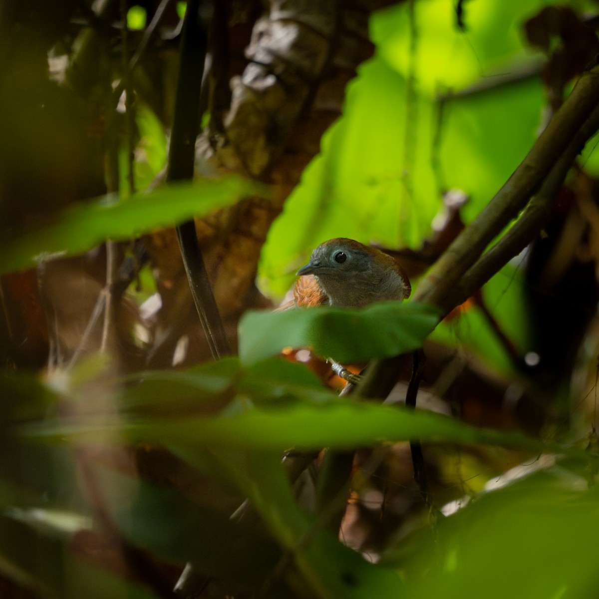 Chestnut-winged Babbler - ML628756829