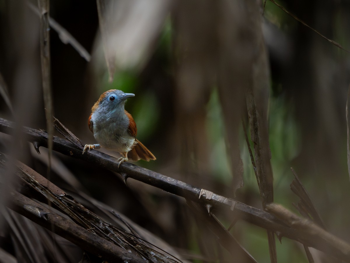 Chestnut-winged Babbler - ML628756830