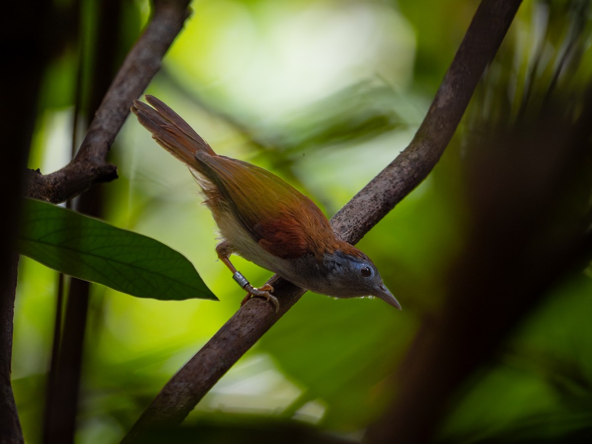 Chestnut-winged Babbler - ML628756831