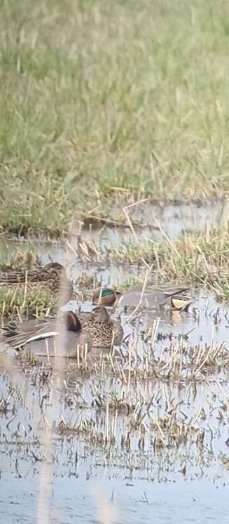 Green-winged Teal (American) - ML628757028