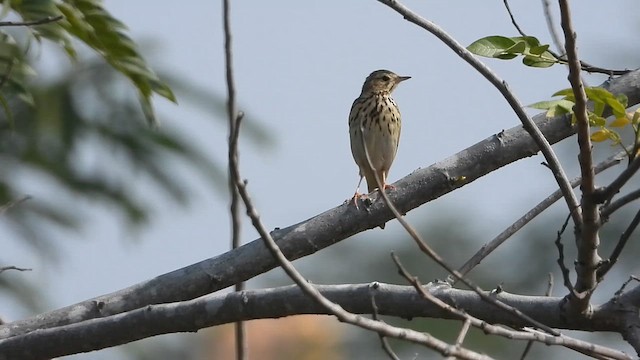 Pipit des arbres - ML628757046